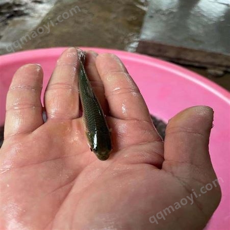 廣西赤眼鯪魚苗 廣西赤眼鯪魚苗批發 漁聯水產赤眼鯪魚苗