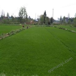 耐寒免修剪 黑麦草种子种植方法 黑麦草冬季矮生 狗尾草种子