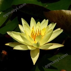 山西 睡莲种苗 盆栽睡莲 水生根块
