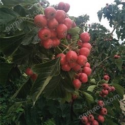 山楂树苗南方北方种植大五棱山楂苗当年结果庭院室外地栽山里红金星山楂苗